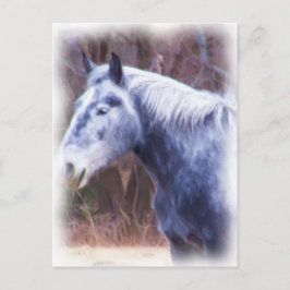 Pony Postkarte