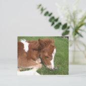 Pony - Spirit Postkarte (Stehend Vorderseite)