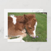 Pony - Spirit Postkarte (Vorne/Hinten)