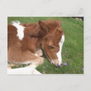 Pony - Spirit Postkarte