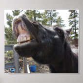 Pony Talk Poster (Vorne)