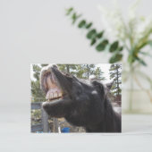 Pony Talk Postkarte (Stehend Vorderseite)