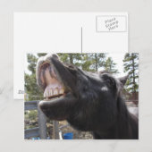 Pony Talk Postkarte (Vorne/Hinten)