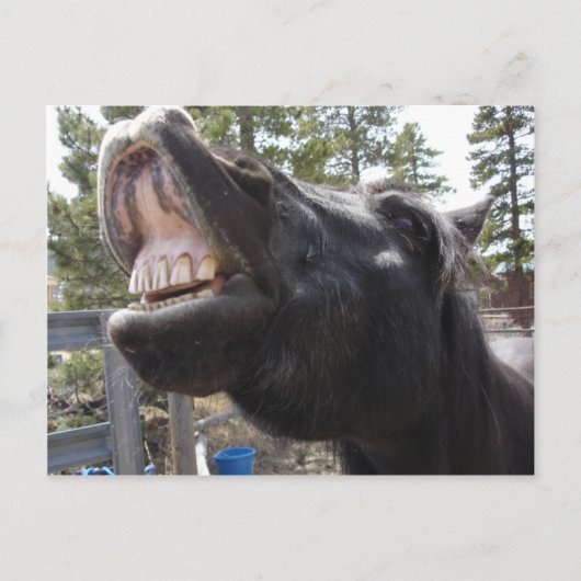 Pony Talk Postkarte (Vorderseite)