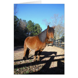 Pony Türkise Sky