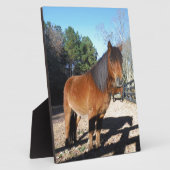 Pony Türkise Sky Fotoplatte (Seite)