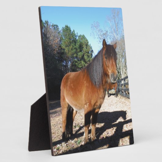 Pony Türkise Sky Fotoplatte (Seite)