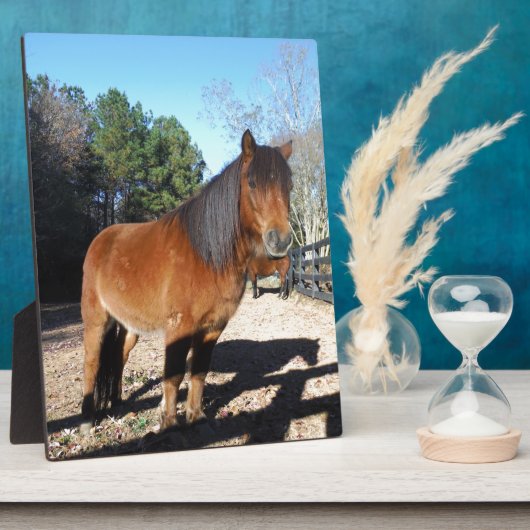 Pony Türkise Sky Fotoplatte (Seite)