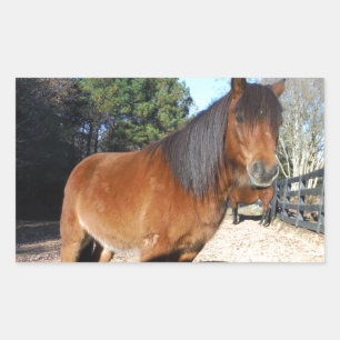 Pony Türkise Sky Rechteckiger Aufkleber