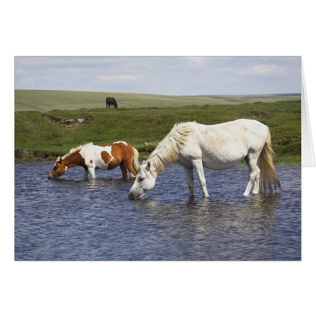 Ponys an leeren notelet/der Karte des (Vorderseite (Horizontal))