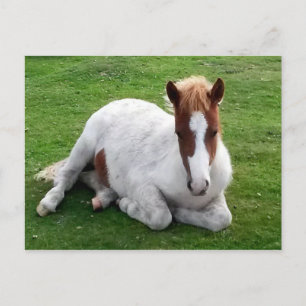 Ponys auf Bodmin Moor Cornwall England Postkarte