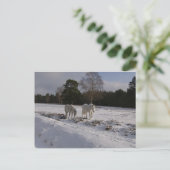 Ponys im Schnee Postkarte (Stehend Vorderseite)