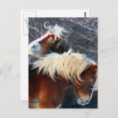 Ponys Postkarte (Vorne/Hinten)