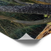 Ponytail Palm Poster (Ecke)