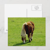 Ponyweiden Postkarte (Vorne/Hinten)
