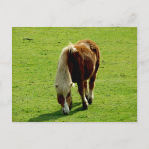 Ponyweiden Postkarte