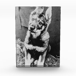 Pooch Fotoblock