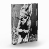 Pooch Fotoblock (Links)