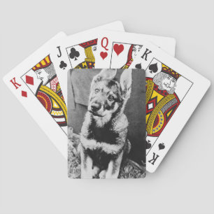 Pooch Spielkarten