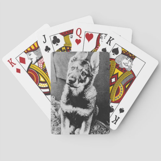 Pooch Spielkarten (Rückseite)