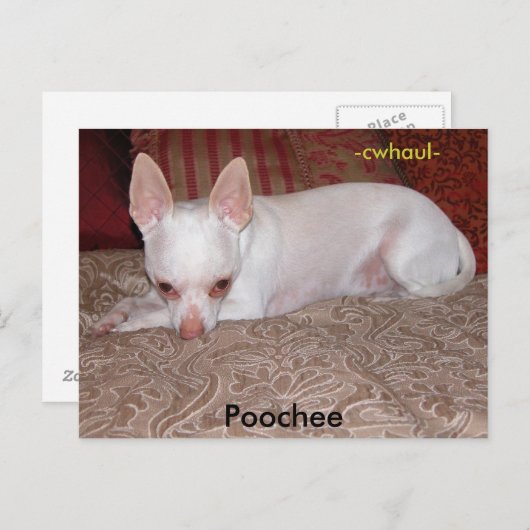 Poochee, Postkarte (Vorne/Hinten)
