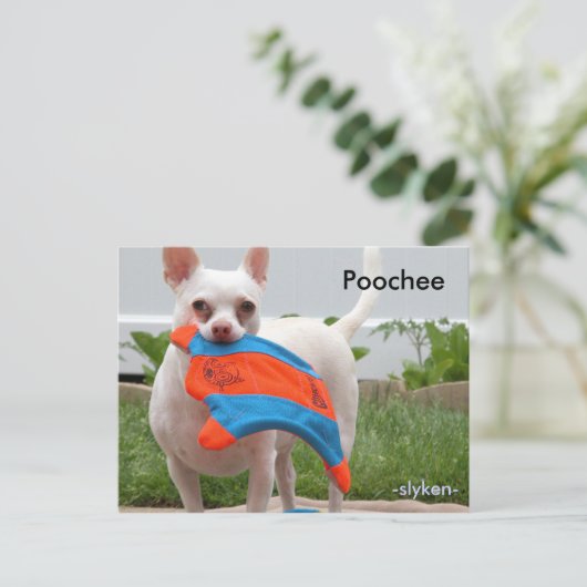Poochee, -slyken- postkarte (Stehend Vorderseite)