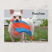 Poochee, -slyken- postkarte (Vorderseite)