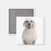 Poodle (1 Jahr) Magnet (Vorderseite/Rückseite)