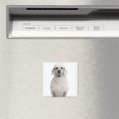 Poodle (1 Jahr) Magnet (In Situ (Geschirrspüler))