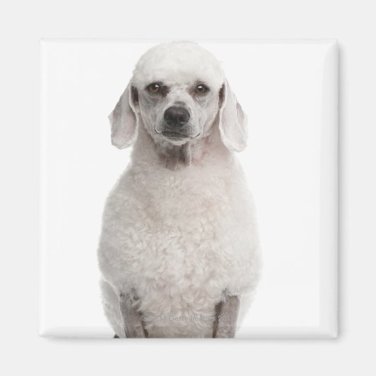 Poodle (1 Jahr) Magnet (Vorne)