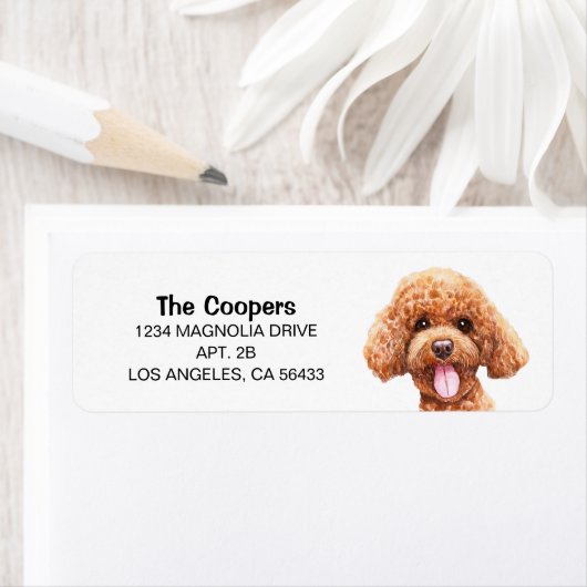 Poodle-Adresse (Insitu)