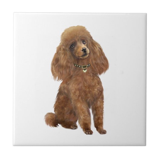 Poodle - Apricot Fliese (Vorderseite)