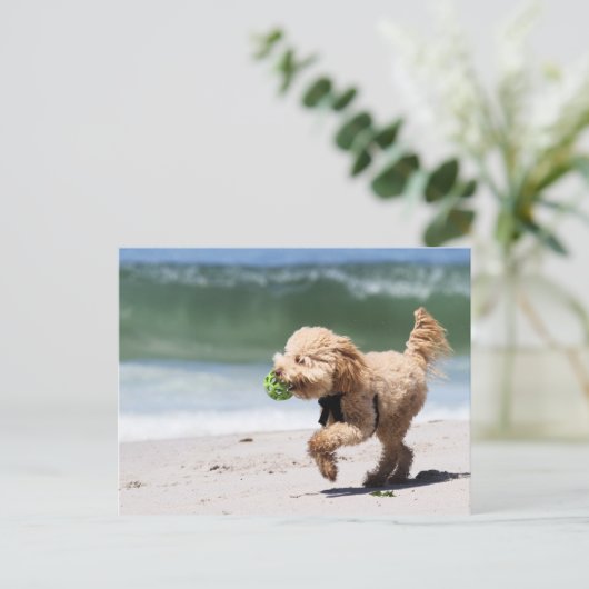 Poodle - Apricot - Poodle Play Postkarte (Stehend Vorderseite)