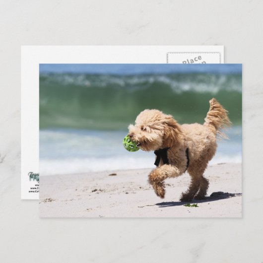 Poodle - Apricot - Poodle Play Postkarte (Vorne/Hinten)