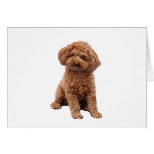 Poodle - Aprikose (Spielzeug oder Min.)