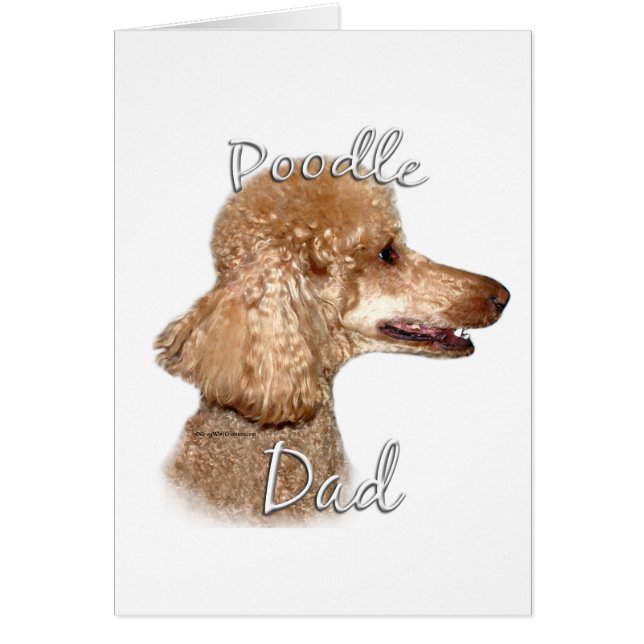 Poodle (Aprikose) Vater 2 (Vorne)