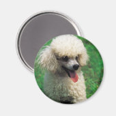 Poodle auf Gras Magnet (Vorderseite/Rückseite)