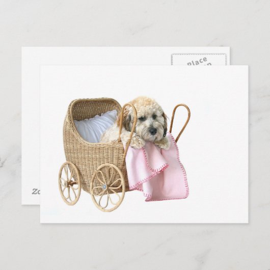 Poodle Baby Buggy Postkarte (Vorne/Hinten)