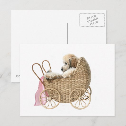 Poodle Baby Buggy Postkarte (Vorne/Hinten)