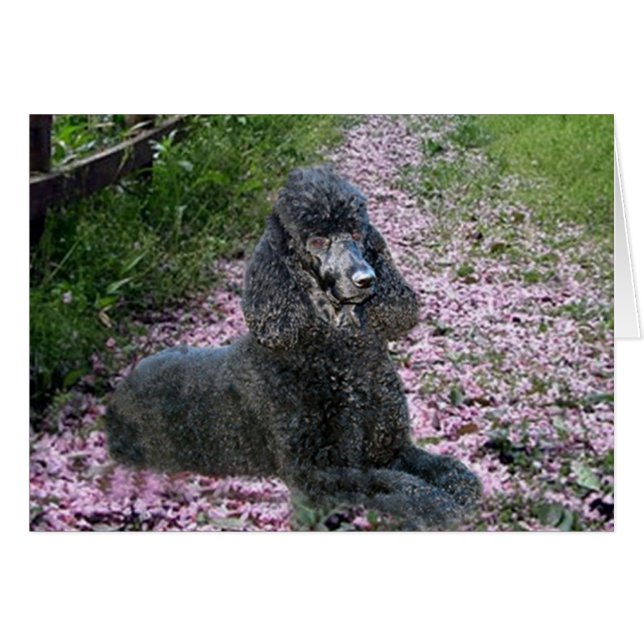Poodle Black Card Blume (Vorderseite (Horizontal))