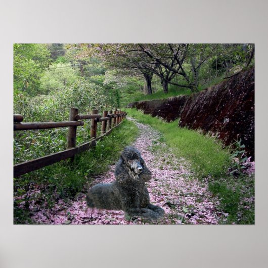 Poodle Black Poster Blume (Vorne)