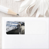 Poodle by Snow (Insitu)