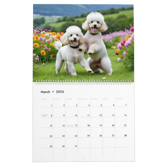 POODLE CALENDAR 2026 KALENDER (Mär 2026)