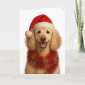 Poodle Christmas card Karte (Vorderseite)