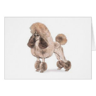 Poodle — Coat anzeigen