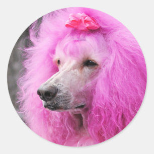 Poodle Day 2010 #11 Runder Aufkleber