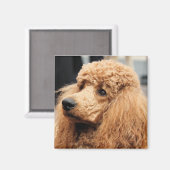 Poodle Day 2010 #19 Magnet (Vorderseite/Rückseite)