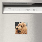 Poodle Day 2010 #19 Magnet (In Situ (Geschirrspüler))