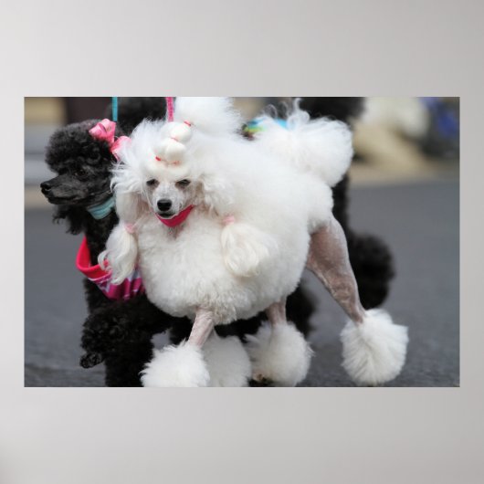 Poodle Day 2010 #6 Poster (Vorne)