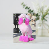 Poodle Day 2016 - Barnes - Pink Standard Poodle Postkarte (Stehend Vorderseite)